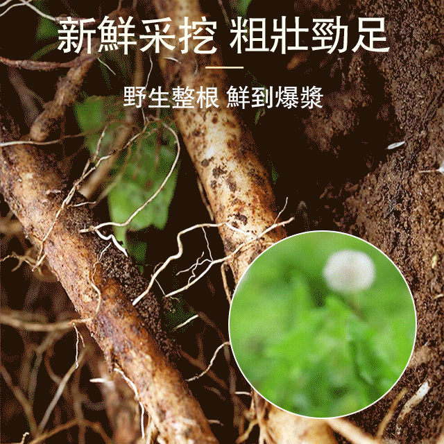 【防輻射】品華天寶 蒲公英根茶